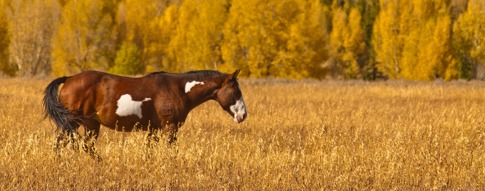 Free Roaming Horse, Grand Tetons, Wy. Photography Art | Barbara Masek Photography