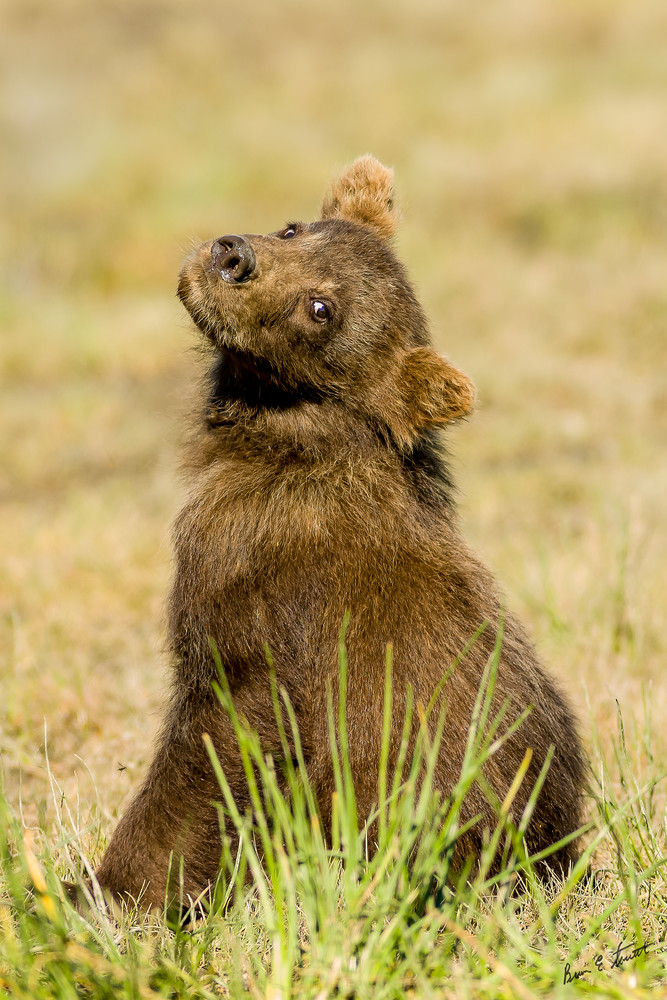 Here S Looking At You Art | Alaska Wild Bear Photography