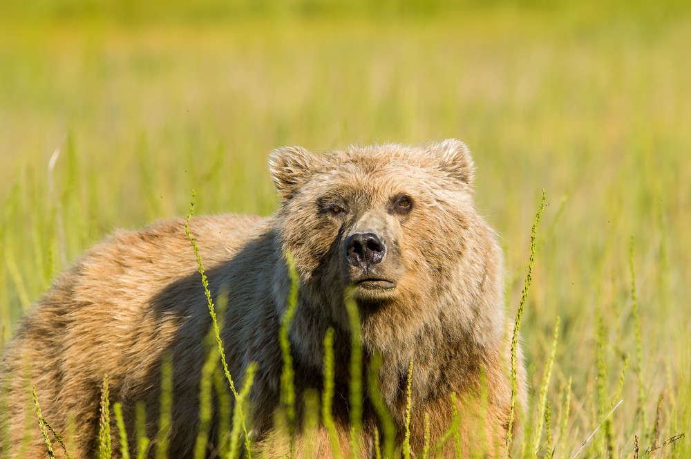 I M Watching You Art | Alaska Wild Bear Photography