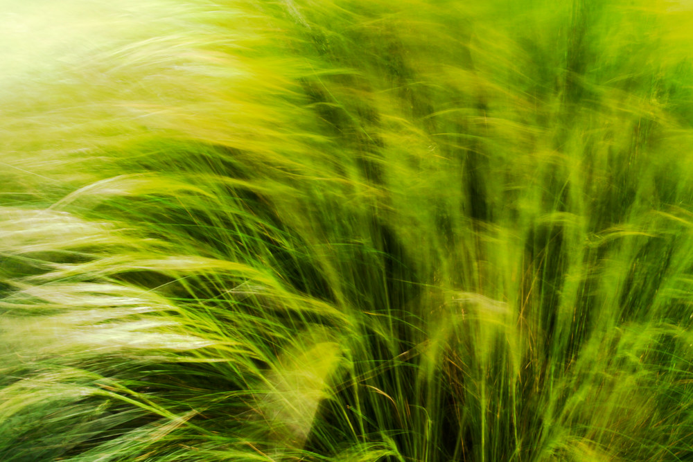Grass Blowing Photography Art | Carol's Little World