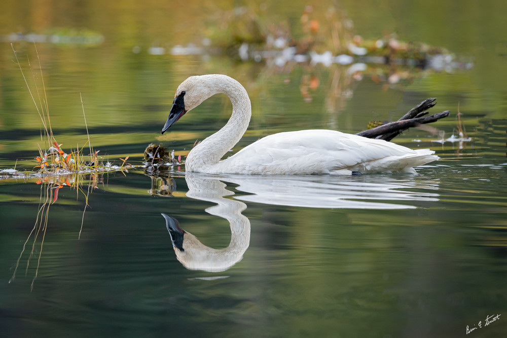 Fall Swan Reflections Art | Alaska Wild Bear Photography