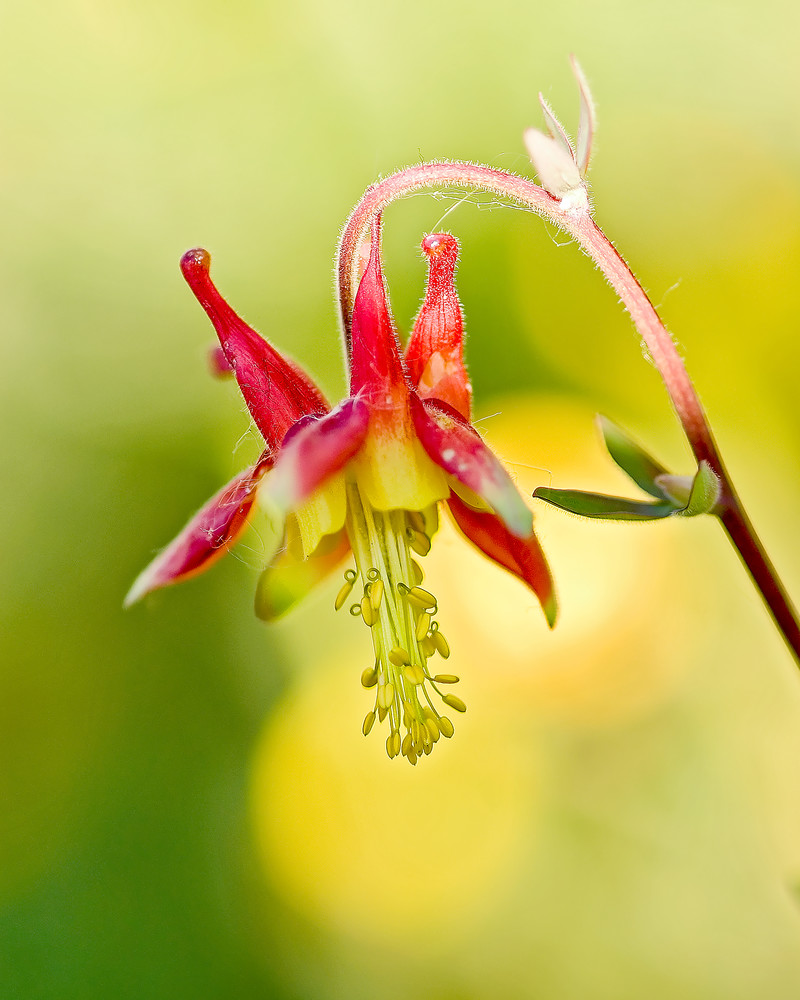 Columbine Portrait Art | Alaska Wild Bear Photography