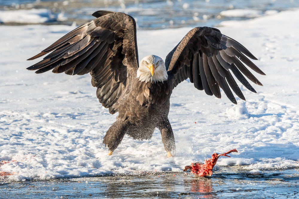 Eagle Intimadation Art | Alaska Wild Bear Photography