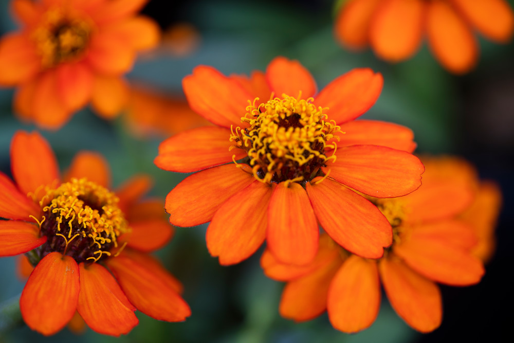 Orange Floral  Photography Art | Carol's Little World