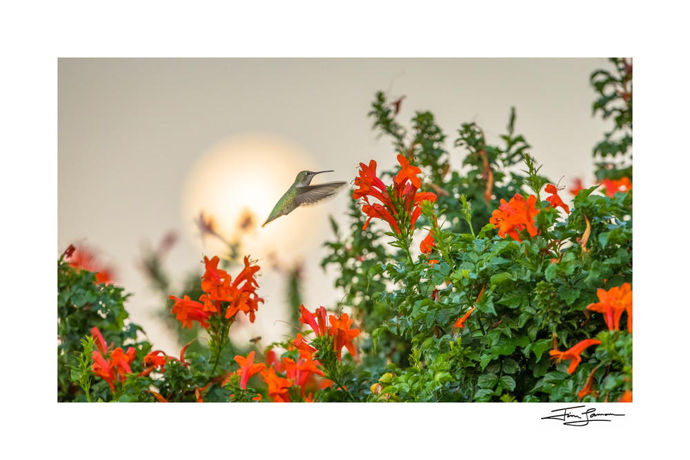 Hummingbird With Moon Photography Art | Tim Laman Photography
