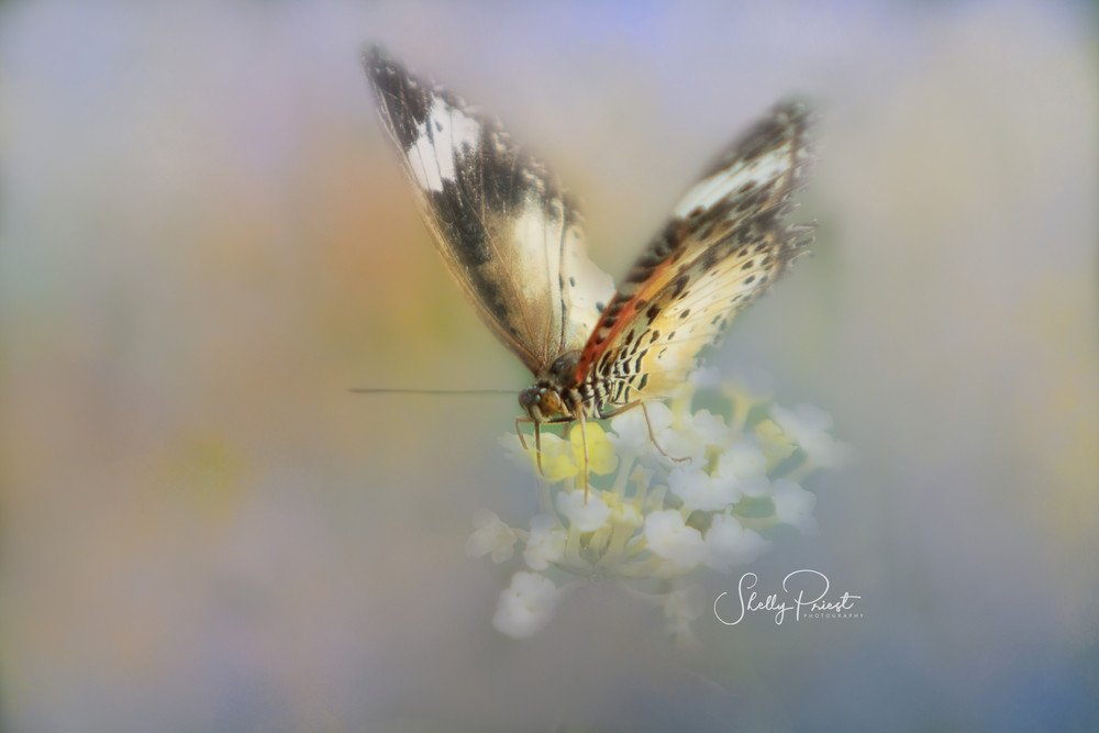 Floral Butterfly Photography Art | Shelly Priest Photography