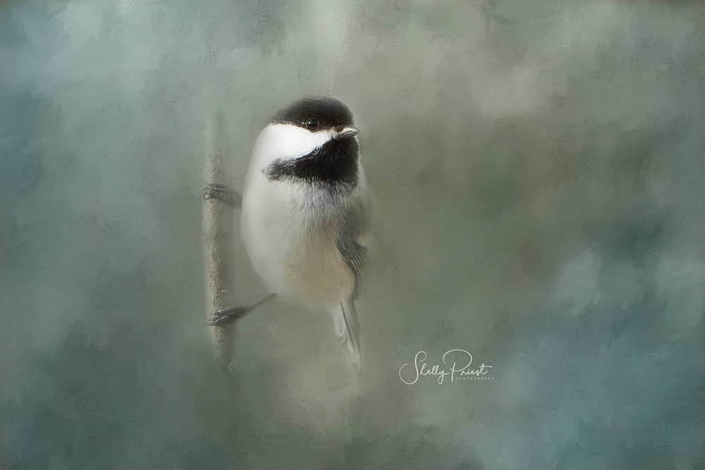 Black Capped Chickadee Photography Art | Shelly Priest Photography