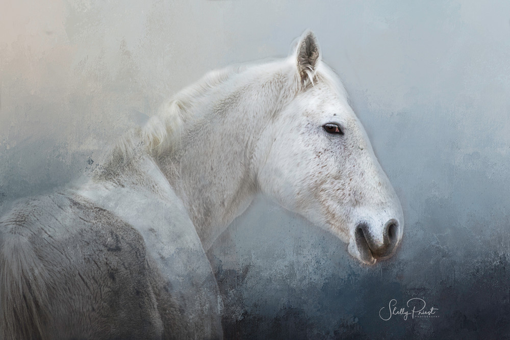 Gray Mare Photography Art | Shelly Priest Photography