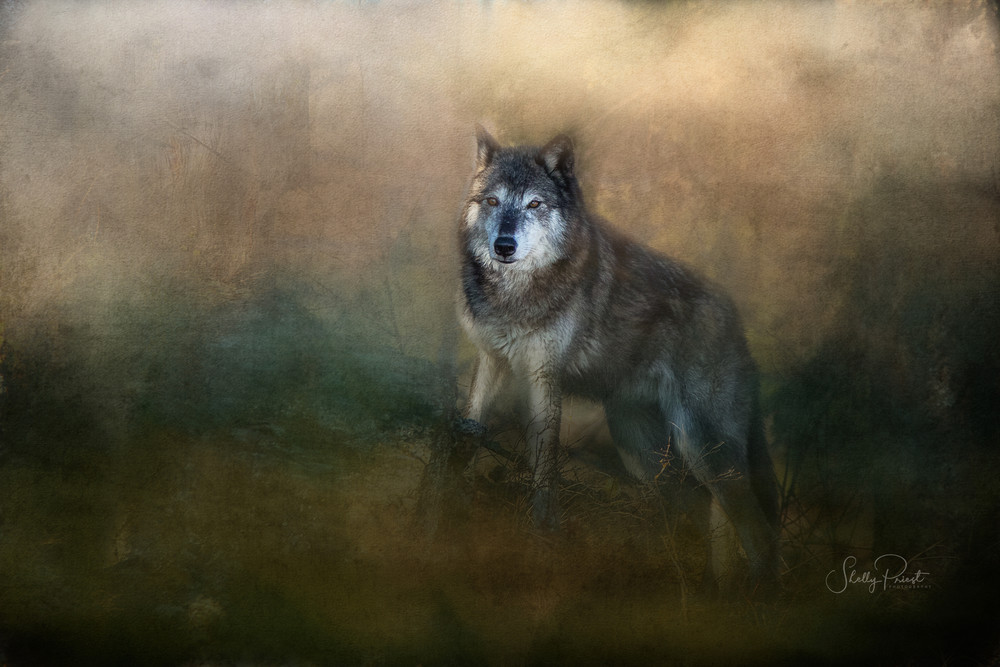 Tundra Wolf Photography Art | Shelly Priest Photography