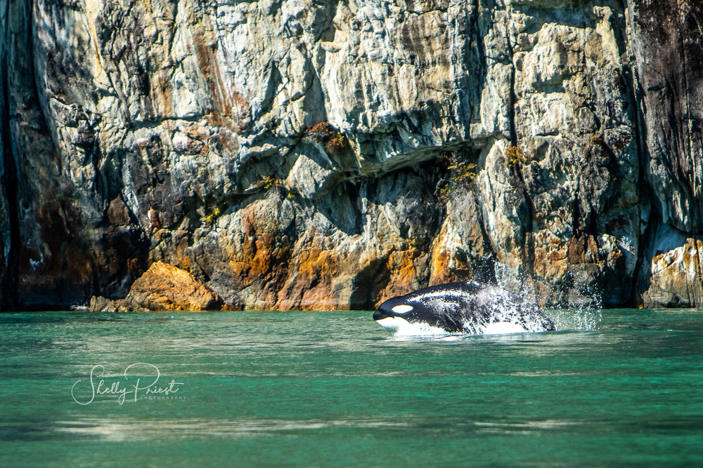 Transient Orca Photography Art | Shelly Priest Photography