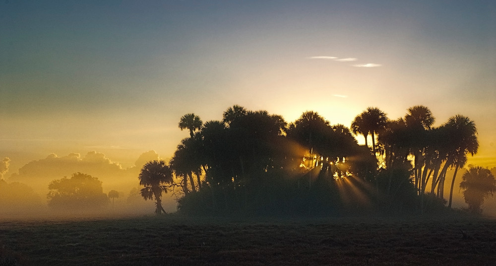 Sunrise filtered through a gathering of trees at a Florida ranch