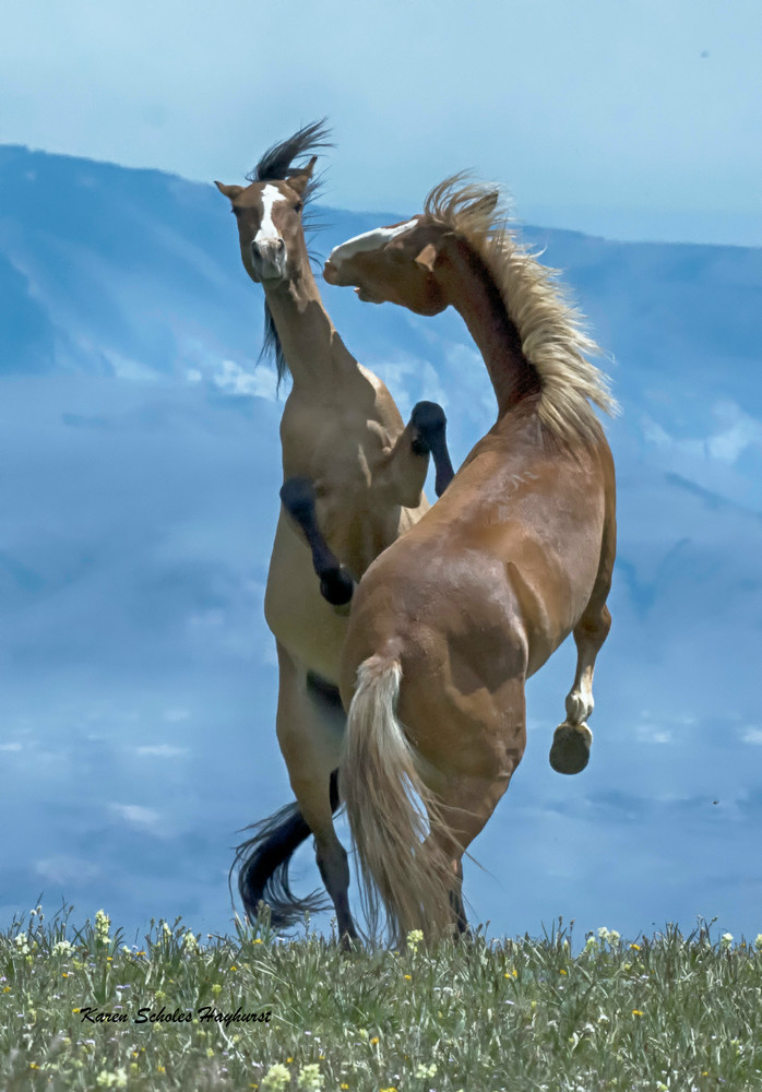 Battle Royal Art | Open Range Images