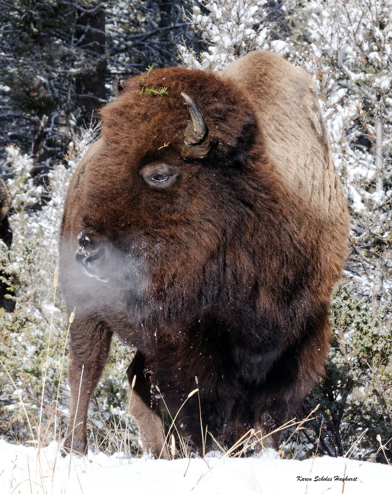 DUAL LEVEL BUFFALO PROUD MAGNET -TWO TONE WOOD