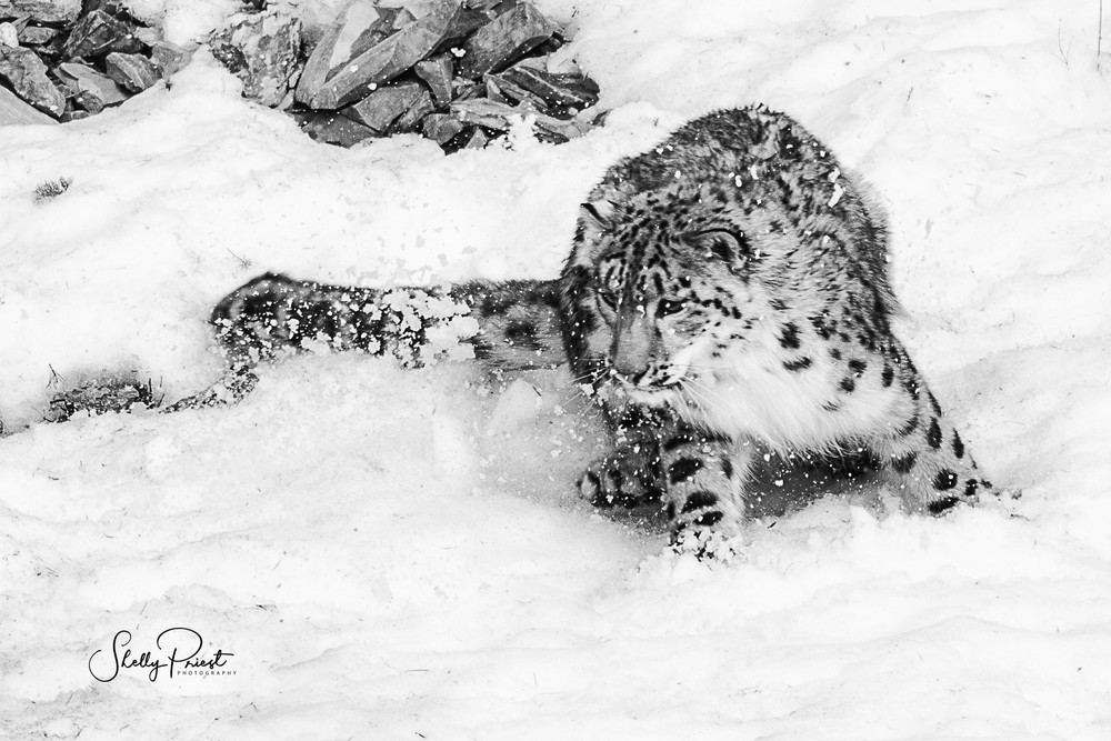 Snow Leopard Photography Art | Shelly Priest Photography
