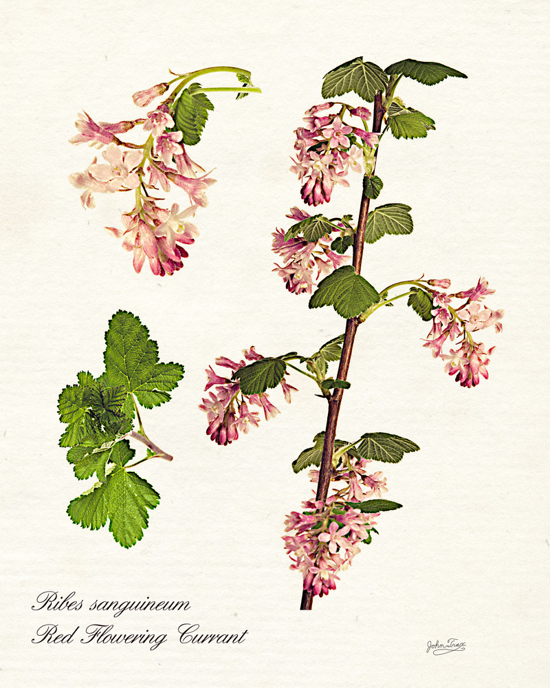 Ribes sanguineum Botanical Print Art | Shop Prints | Zigzag Mt Art