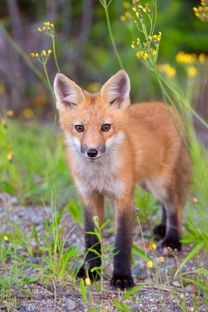 Red Fox Kit in Yellow Flowers
