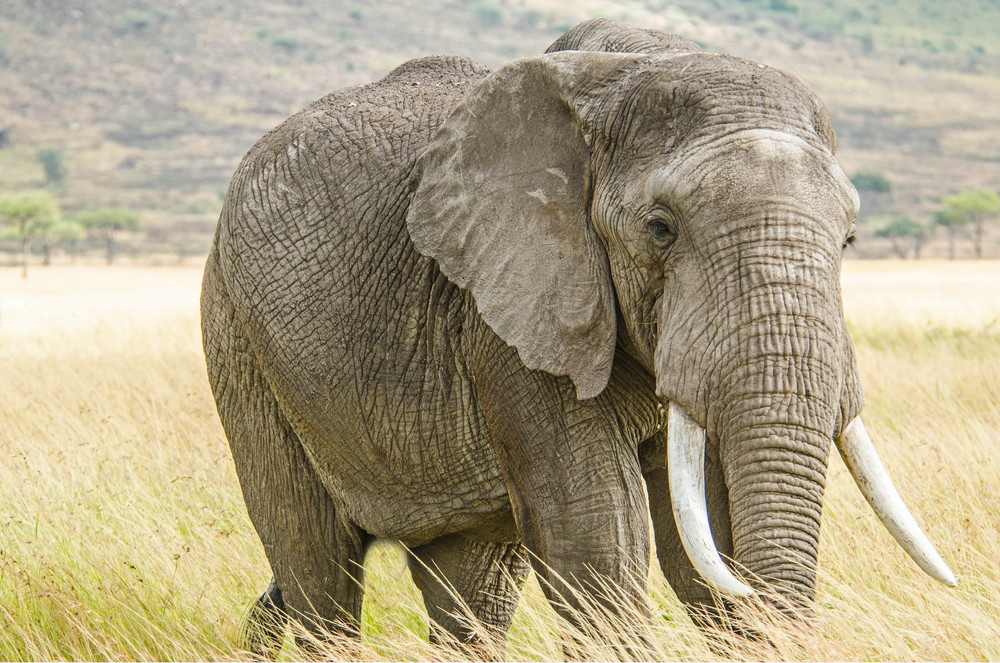Wise, Old, Elephant, Tusks, Kenya