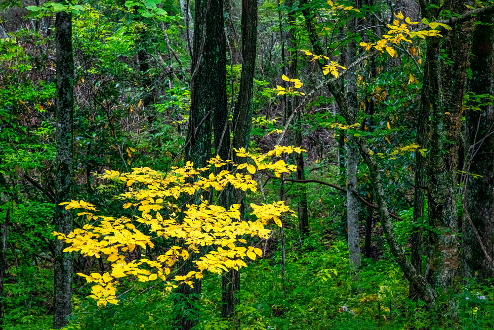 Fall Rising - Smoky Mountains autumn colors fine-art photography prints