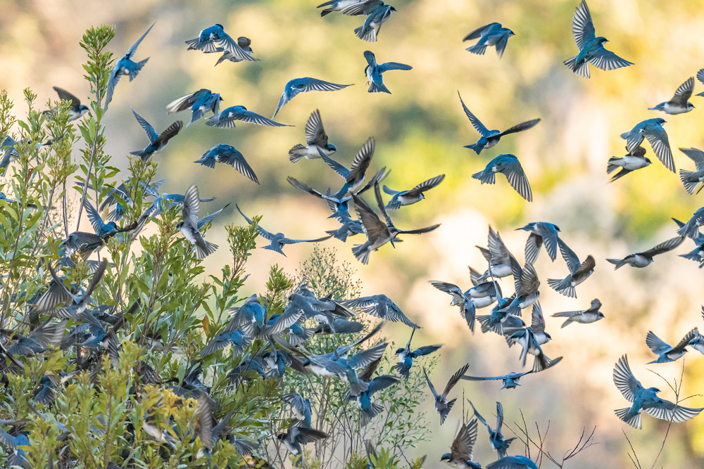 Flight Of The Swallows Photography Art | Dave Shipper Photography