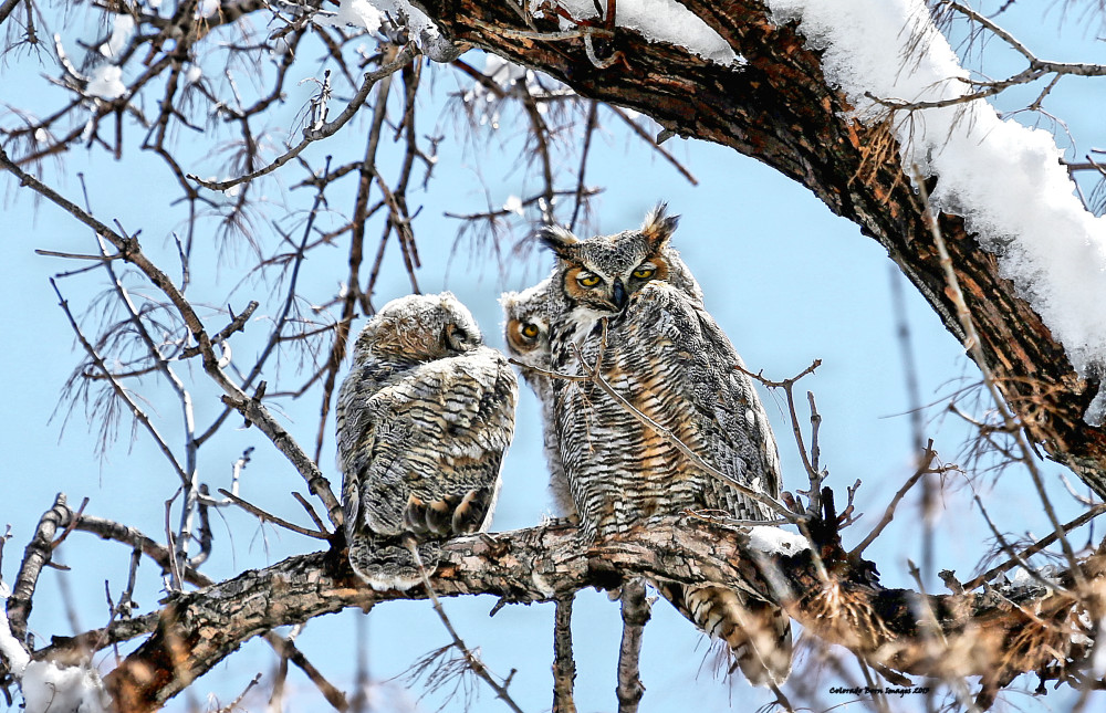 Owl and Owlets after a spring snow come to Perch in Colorado on a great big Tree and mother watches over them in this Wildlife Photography Image