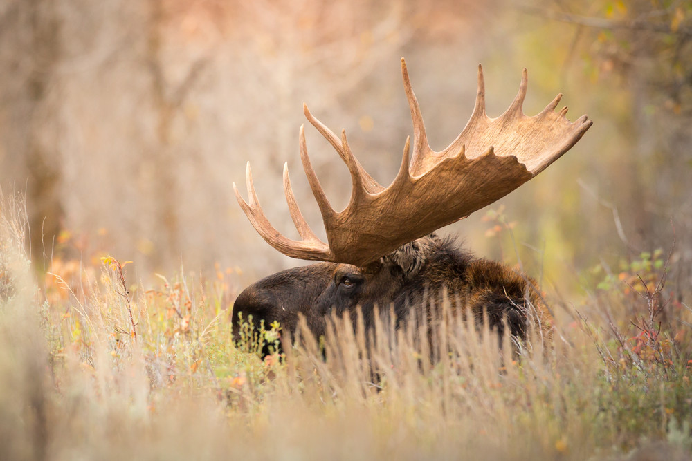 Bull Moose in Grand Teton National Park For the Rut in Fall Colors