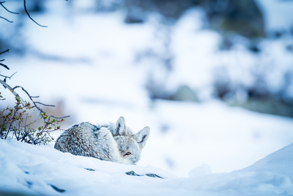 Coyote in Snow in Colorado Rocky Mountain National Park Wildlife Art