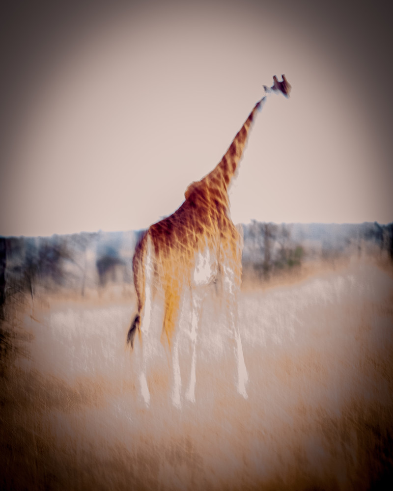 Giraffe Abstract Photography Art | Teri K. Miller Photography