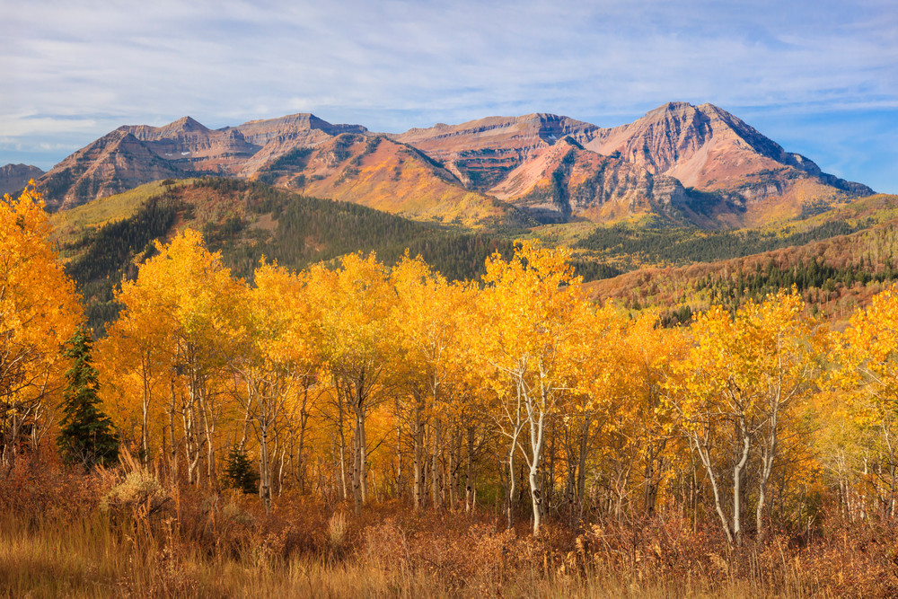 yellow aspens with timpanogos from mill canyon peak
