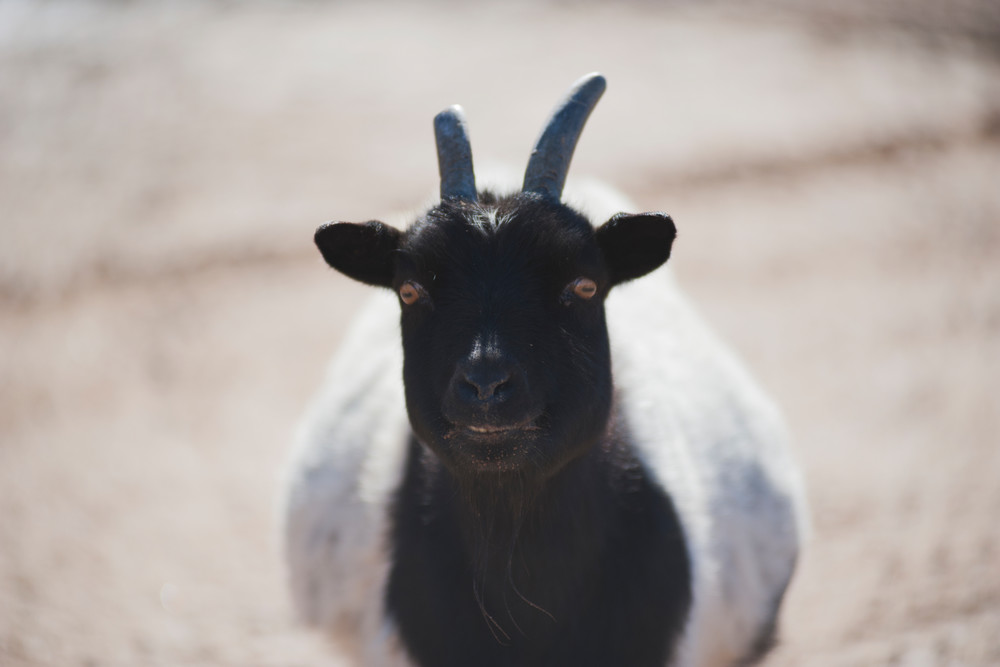 When Goats Go Crazy | Goat Face Photo Captured by Nature Photographer 