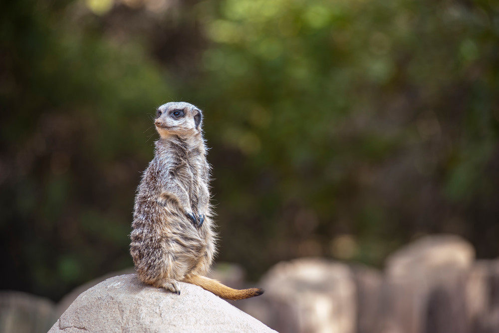 Cute Meerkat Perched on a Rock | Nature Photography
