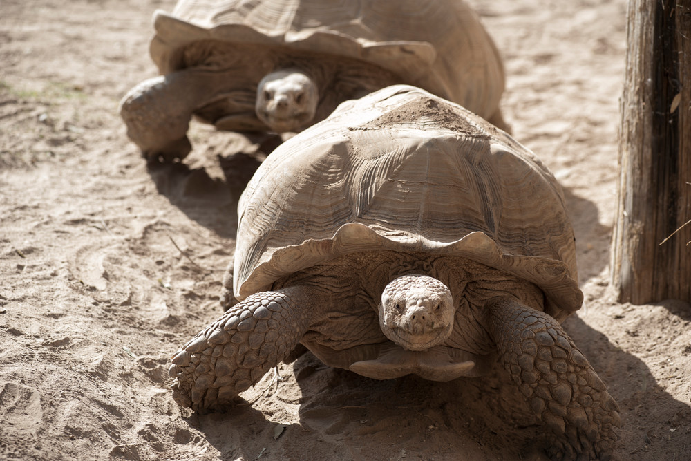 Centenarian Tortoises Slow Race- Nature Photography 