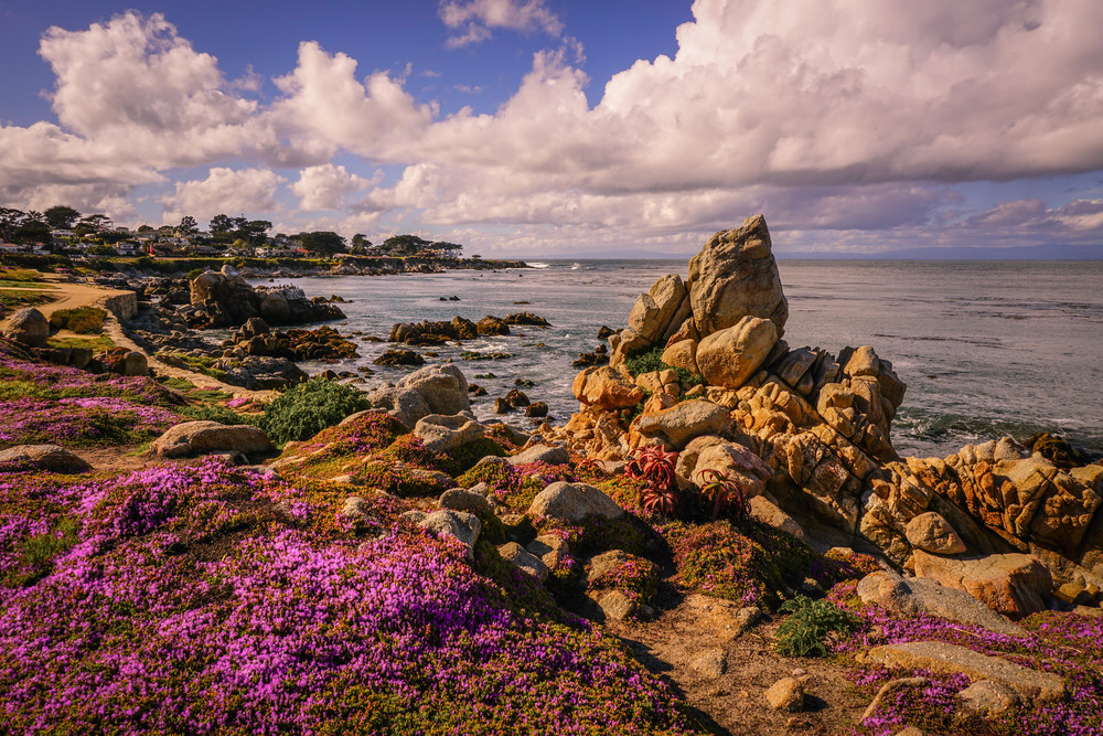 Prolific Ice Plant @ Lovers Point Photography Art | Brad Wright Photography
