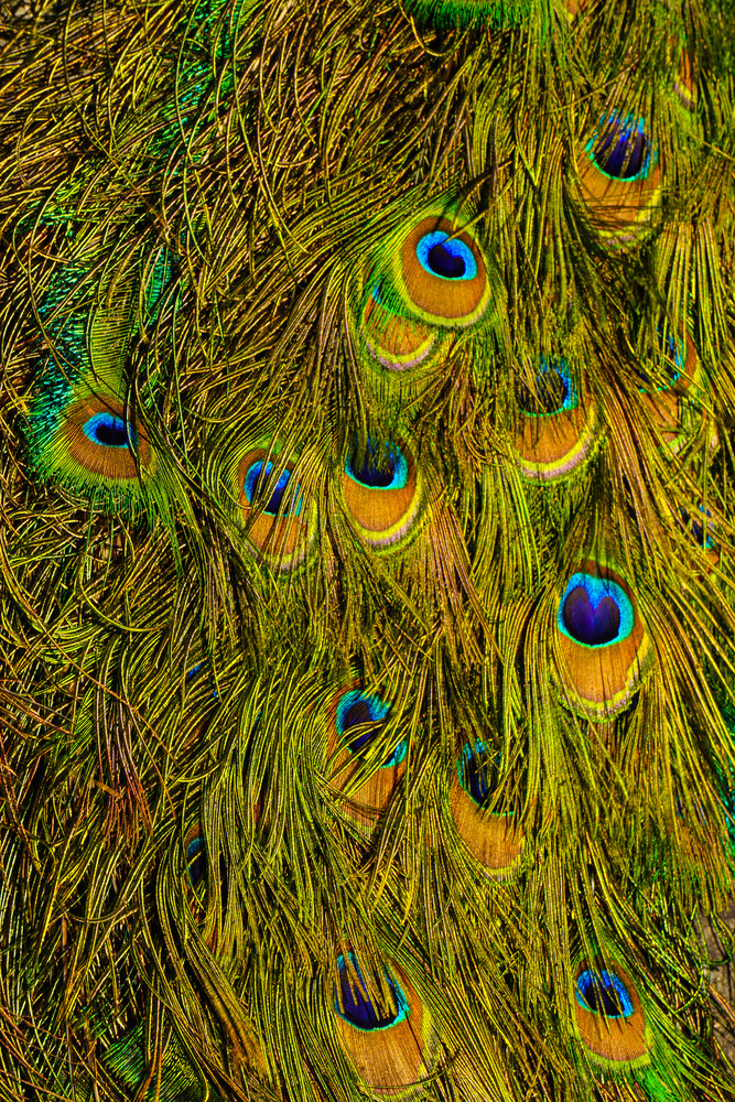 Peacock Feathers Photography Art | Brad Wright Photography