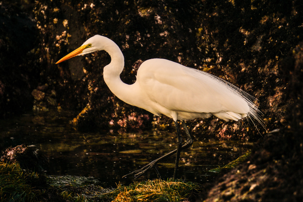 Great Egret  Hunting Photography Art | Brad Wright Photography