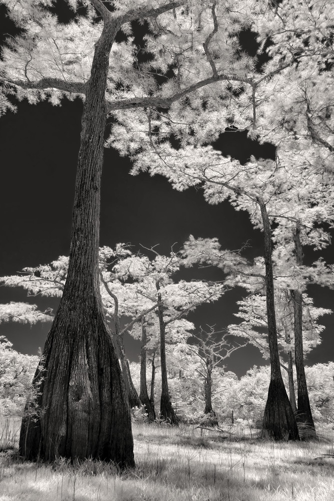 Bald Cypress   Infrared, Sepia Photography Art | Distant Light Studio