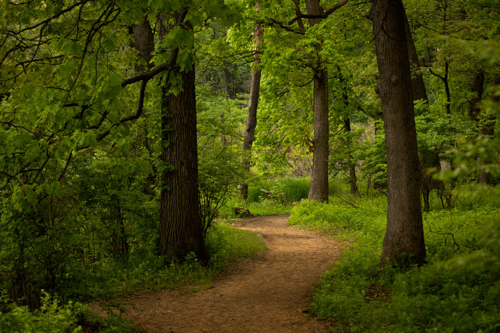 Pathway Through The Woods Art | karenihirsch