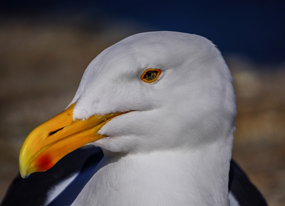 Handsome Seagull Photography Art | Brad Wright Photography