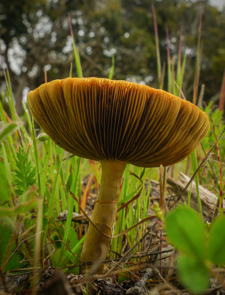 Towering Mushroom Photography Art | Brad Wright Photography
