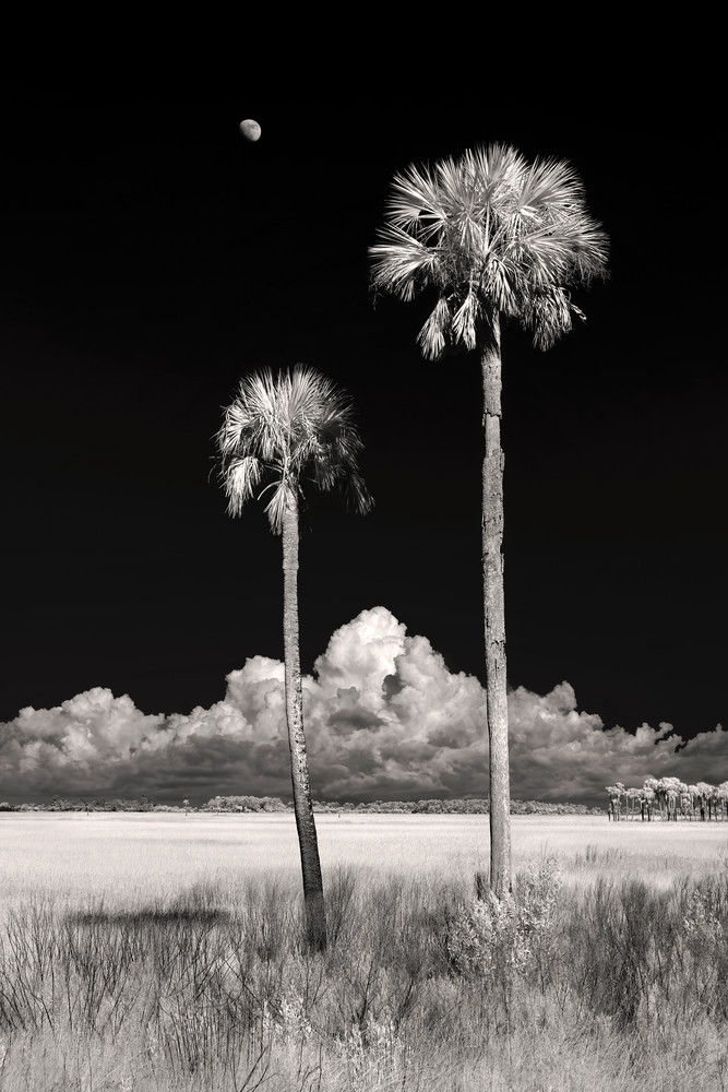 Two Palms Under The Waxing Gibbous Moon   Infrared,  Sepia Photography Art | Distant Light Studio