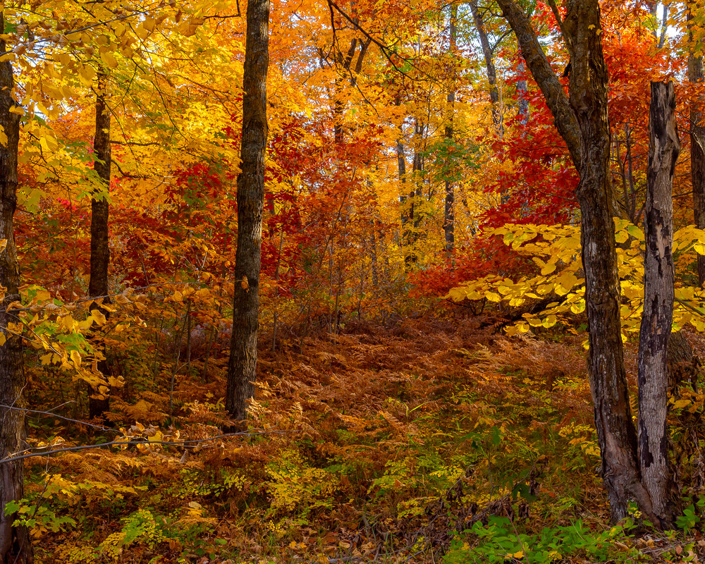 Itasca - Autumn Forest, photograph by Jeremy Simonson