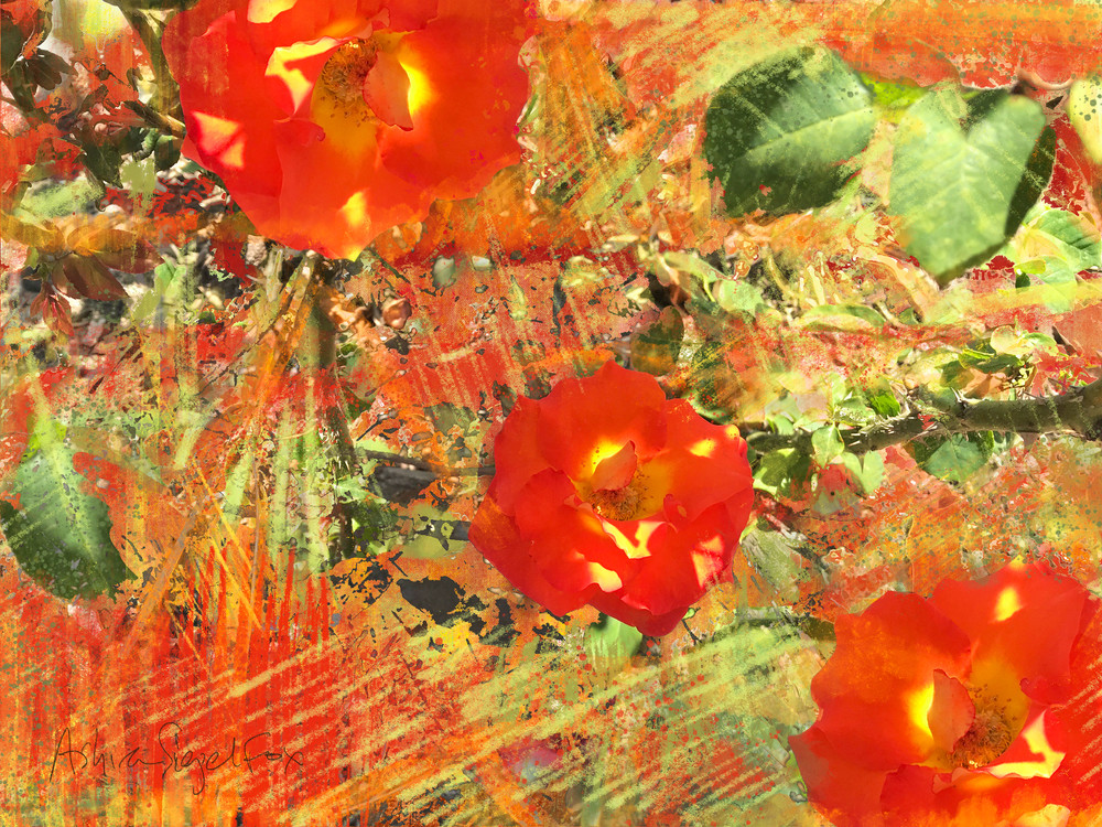 Red Hibiscus Art | Ashira Siegel Fox
