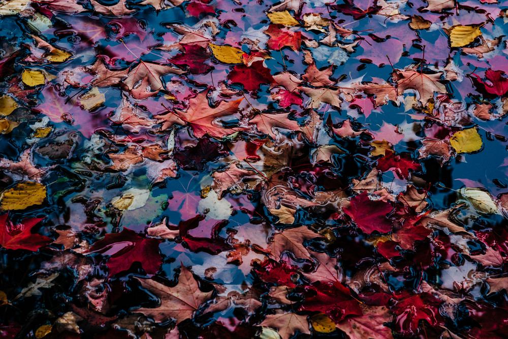 Colors - Autumn Leaves, photography by Jeremy Simonson.