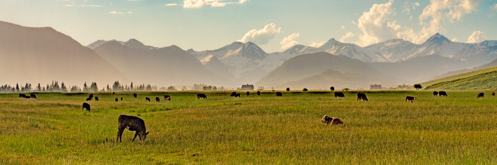 Crested Butte Cows Photography Art | Alex Neuschaefer Photography
