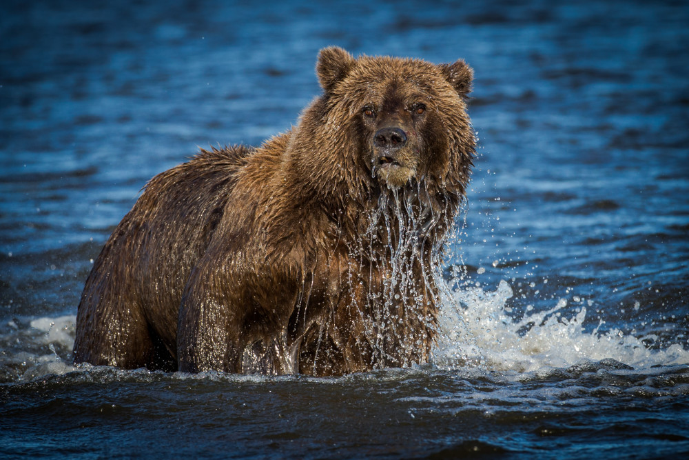 Fishing Brown Bear