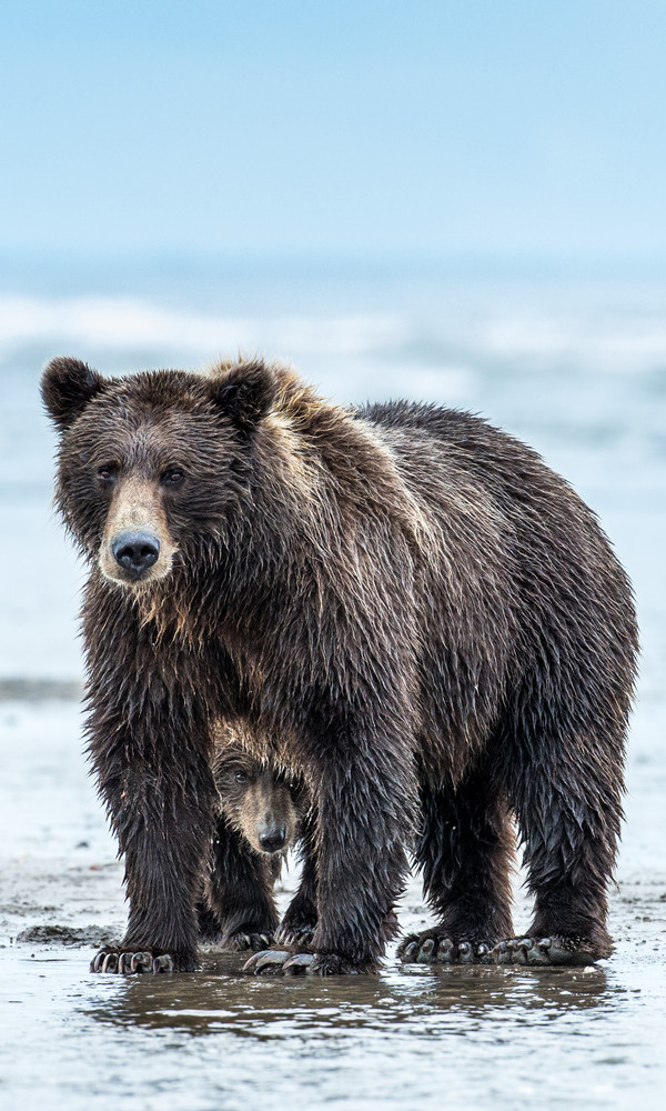 Alaskan Brown Bear 