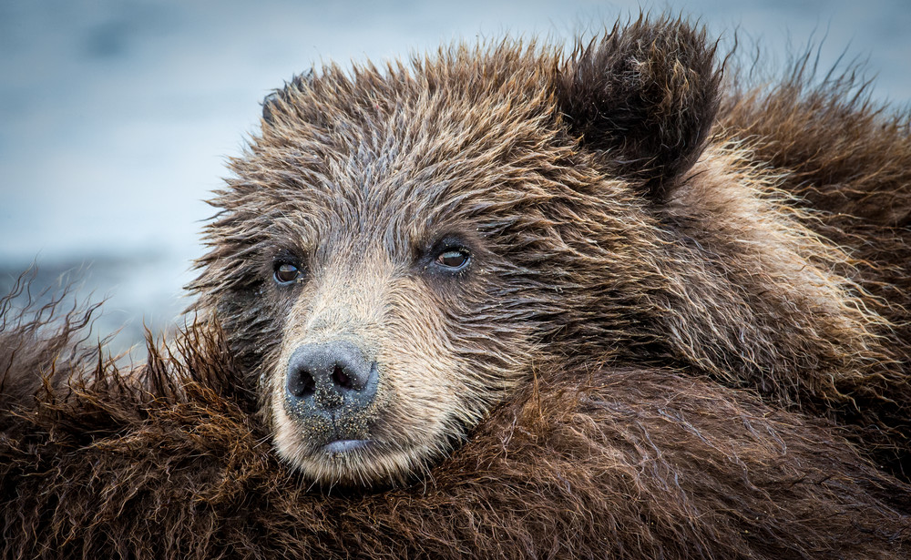 Brown Bear Cub in Alaska