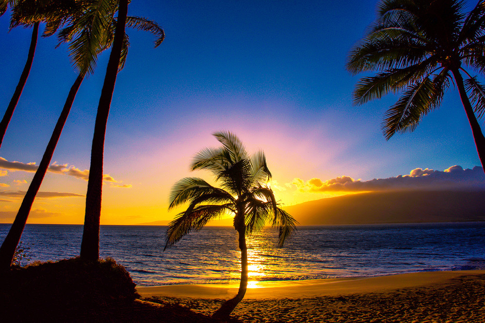 125   Kihei Sunset Tree By Gilney Lima Art | Maui Fine Art