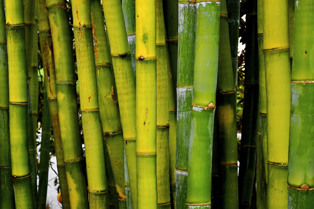 220   Green Bamboo Stocks By Vanessa Gifford Art | Maui Fine Art