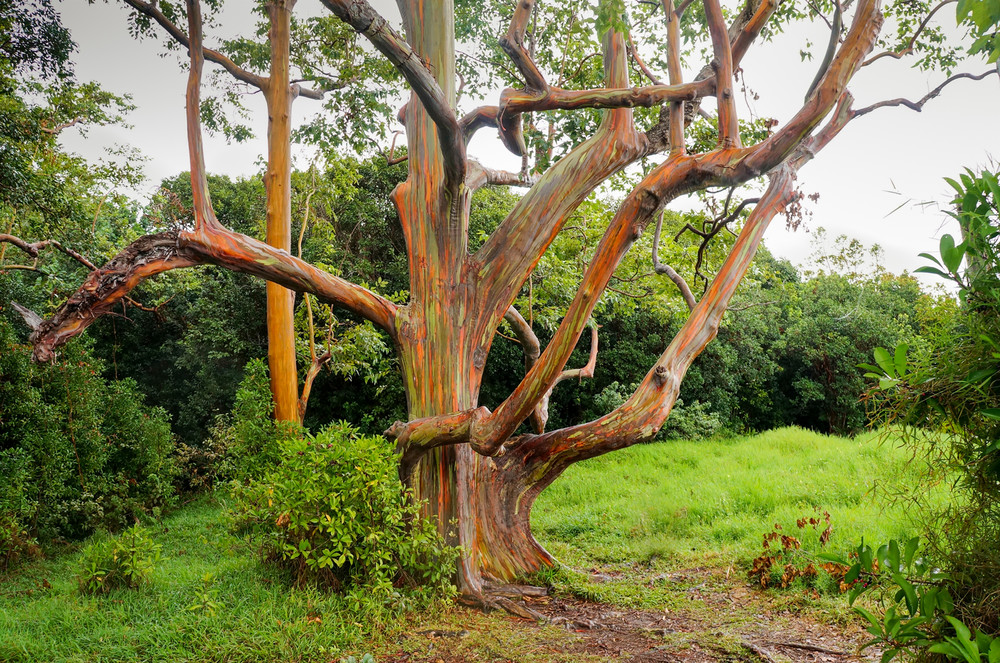 231   Large Branch Rainbow Tree By Junko Barker Art | Maui Fine Art