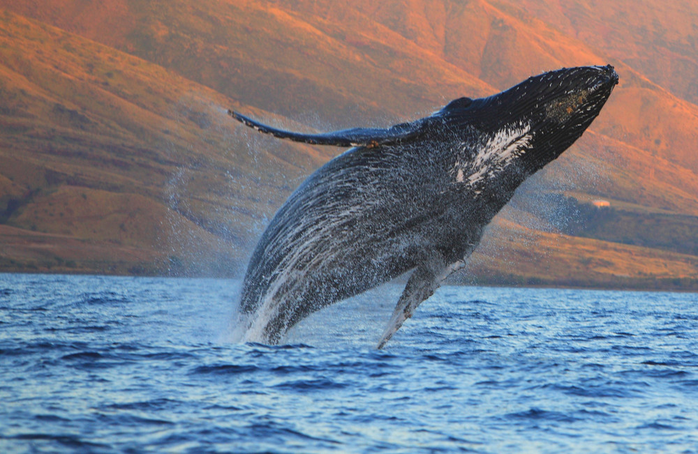 284   Breaching Humpback Whale By Robert Plotz  Art | Maui Fine Art